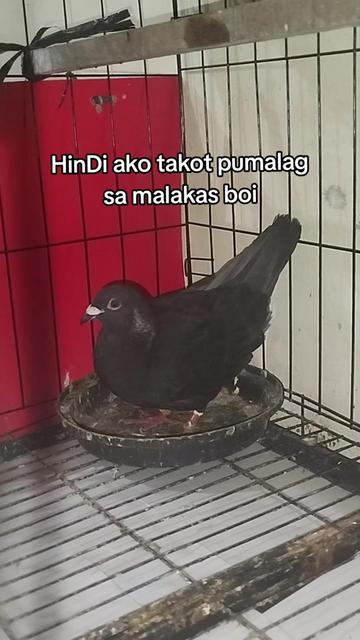 @KALAPATIDS SHOP 🕊️