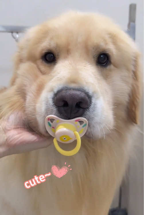 @Funny dogs 226