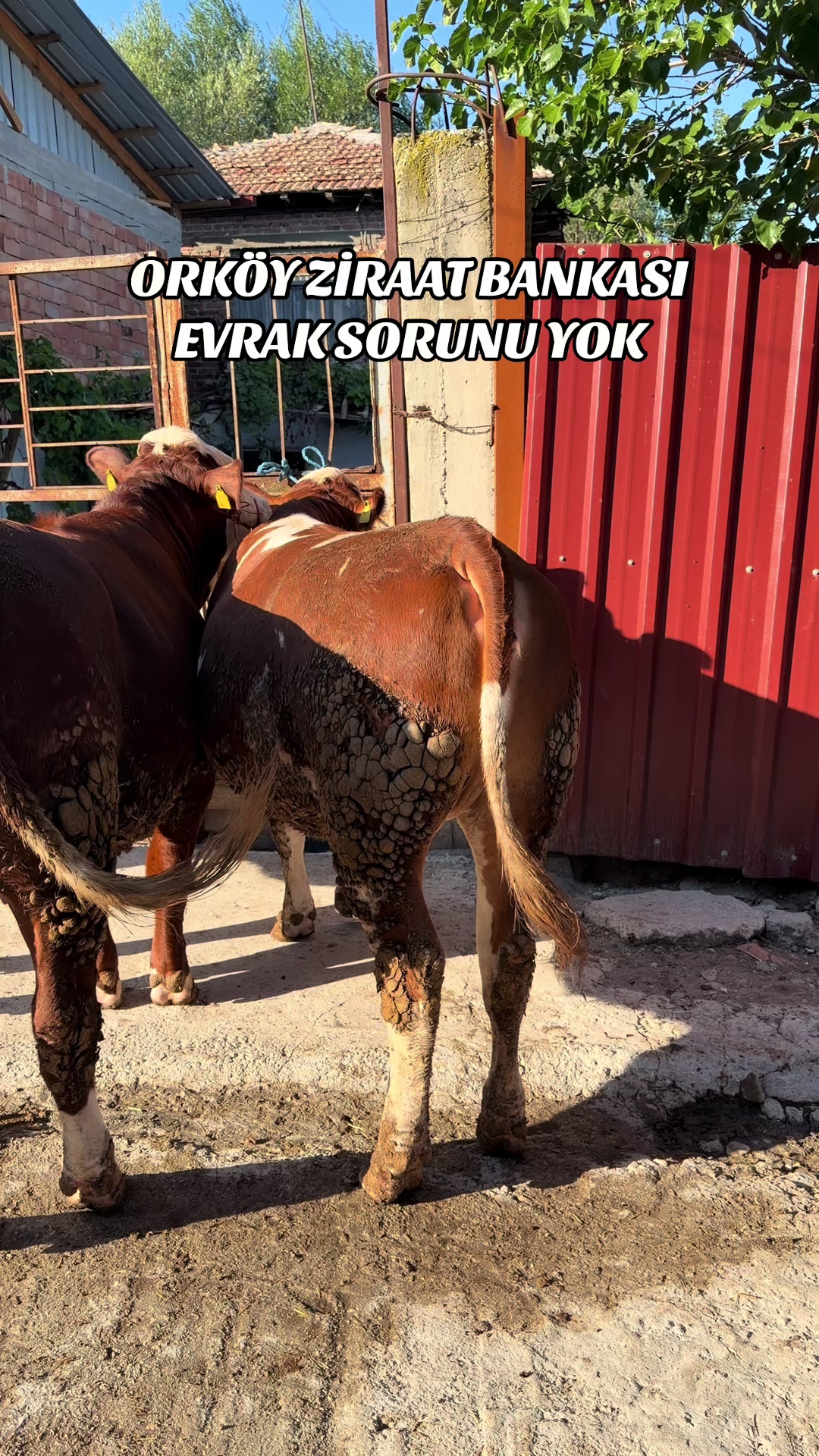 @Es DOĞANLAR HAYVANCILIK 🦅