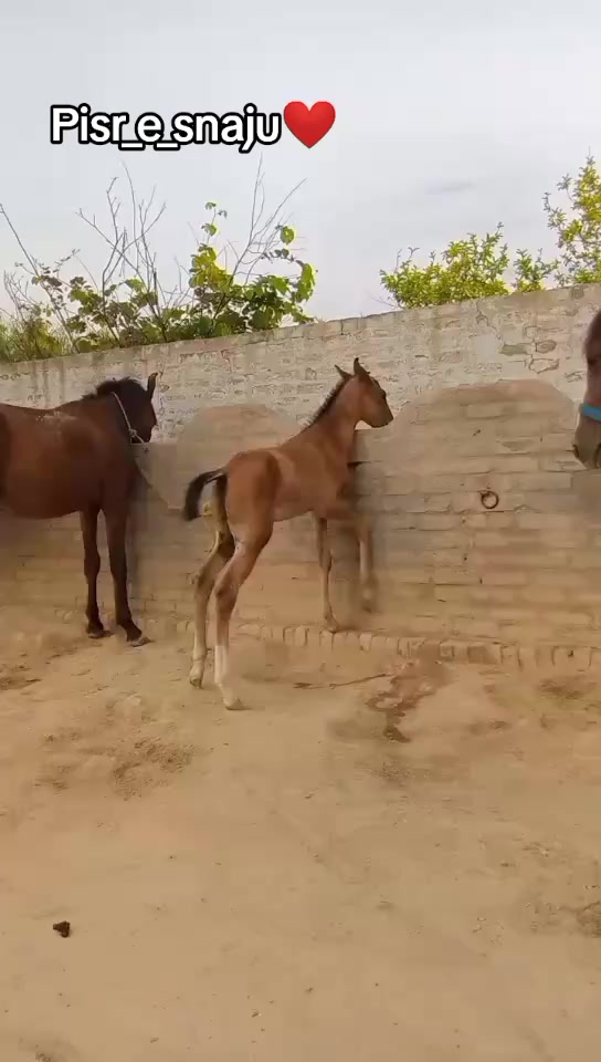 @RAJA SAQIB ALI SAQI
