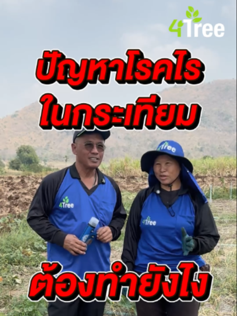 @4Tree A4S Thailand