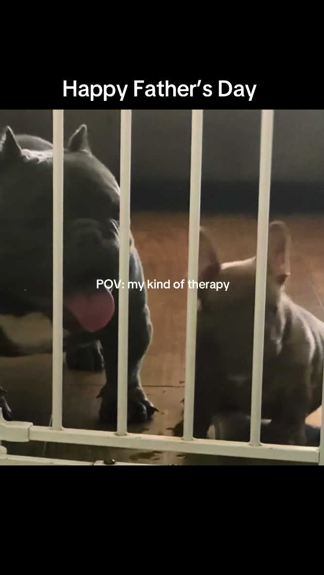 @Boxcitybullys