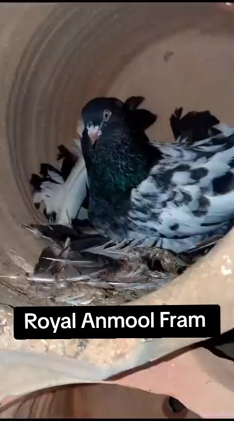 @ZahidZHB