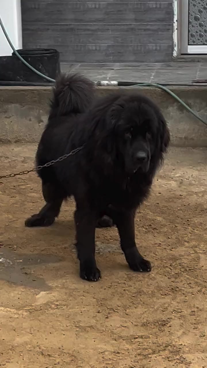 @Kashmiri_Bakrwal_Dog