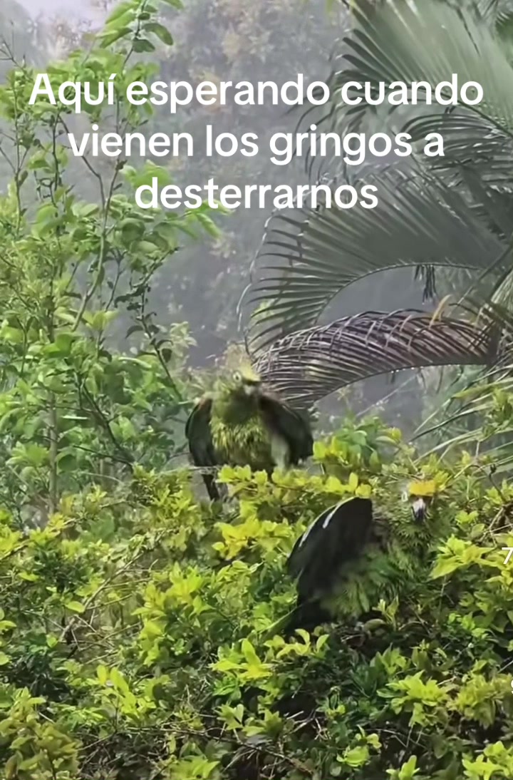 @chismoloco