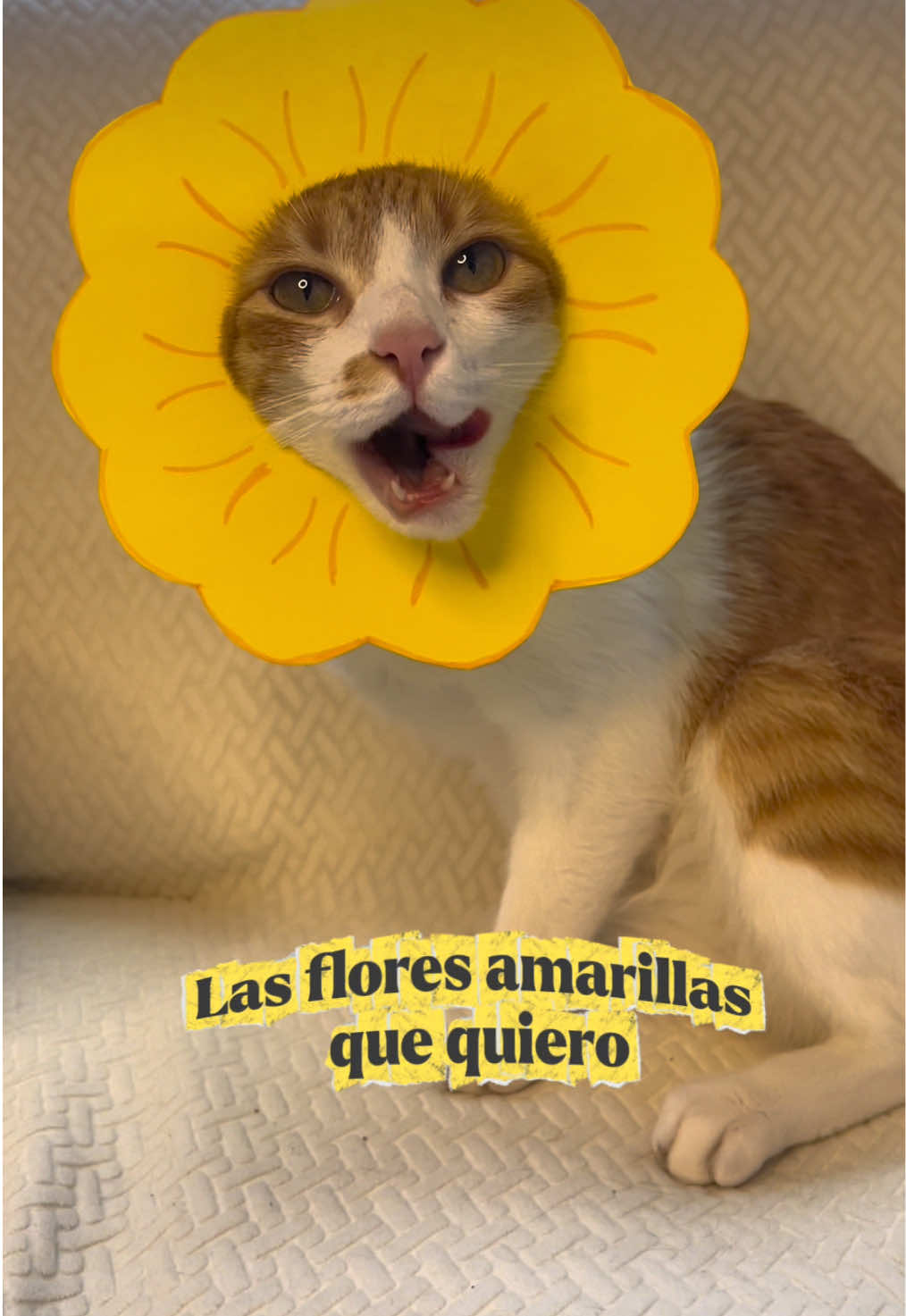 @Las Chubys