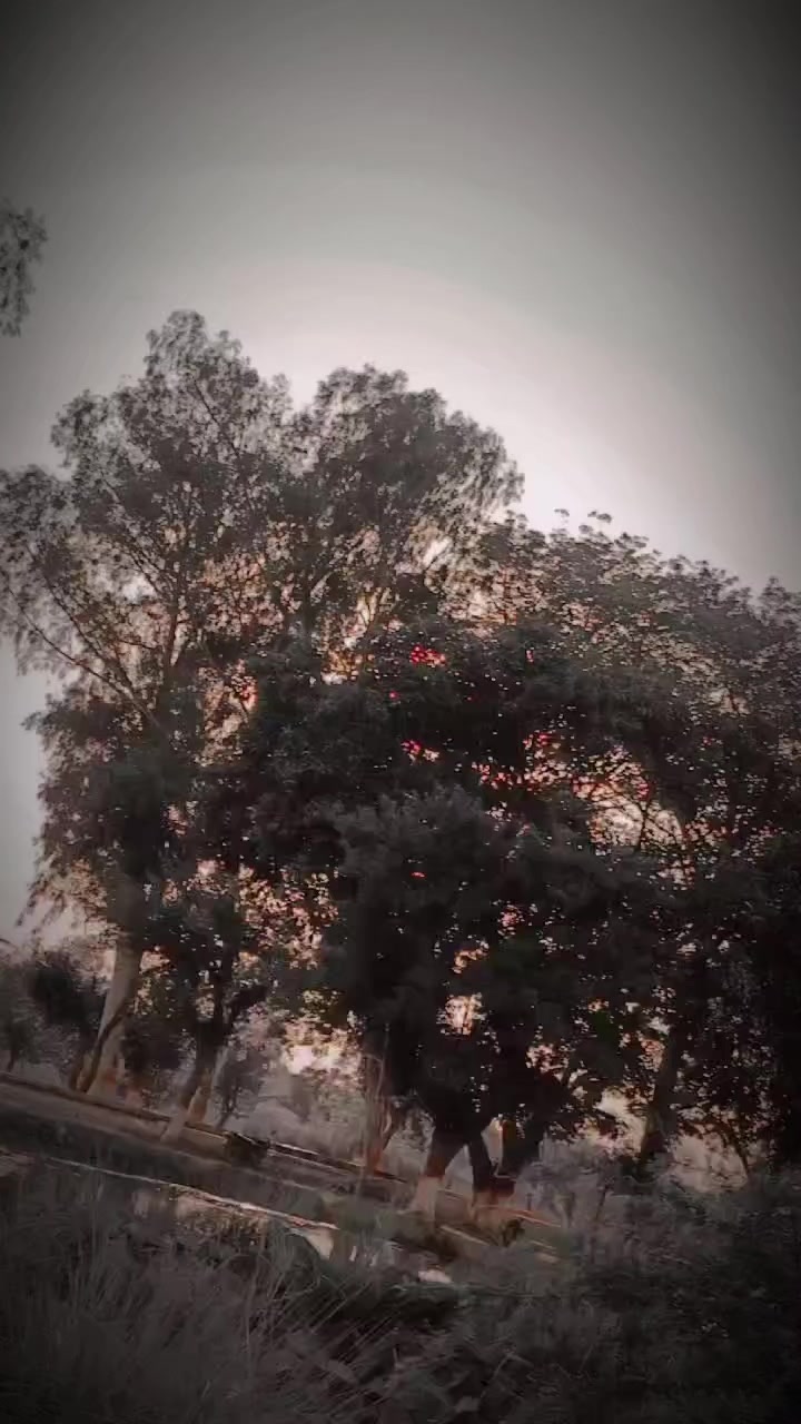 @m.ziafat