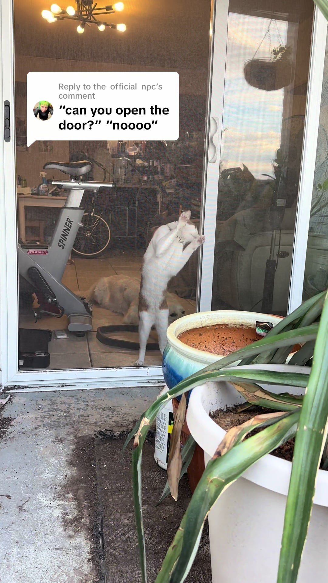 @Therapy Cat Roger & Family