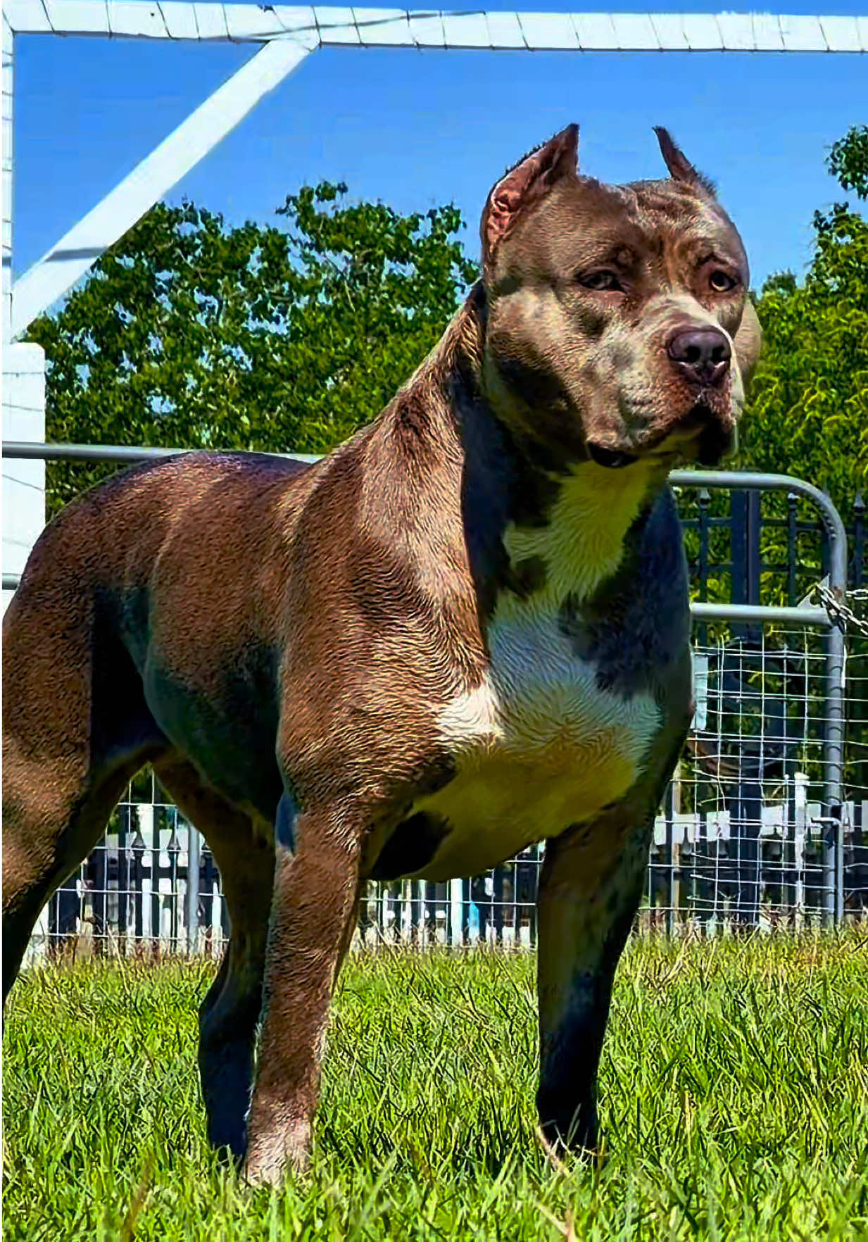 @🐾 Boundless Bullies 🐾