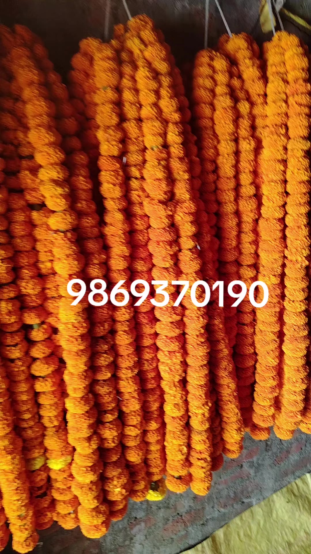 @मौर्यवन्सि🫀 बलम जि ☠️कुश्वाहा