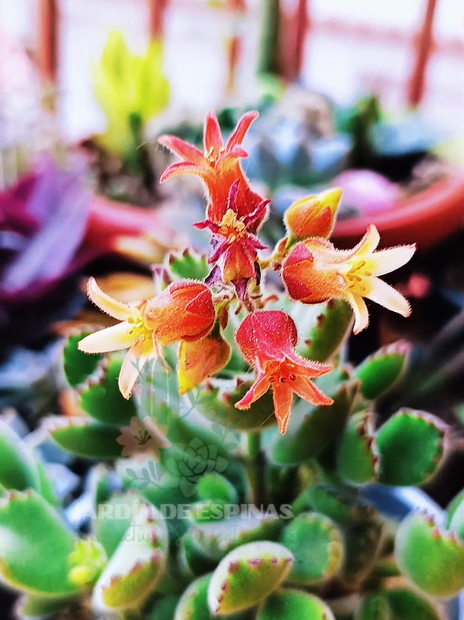 @CACTUS JARDIN DE ESPINAS