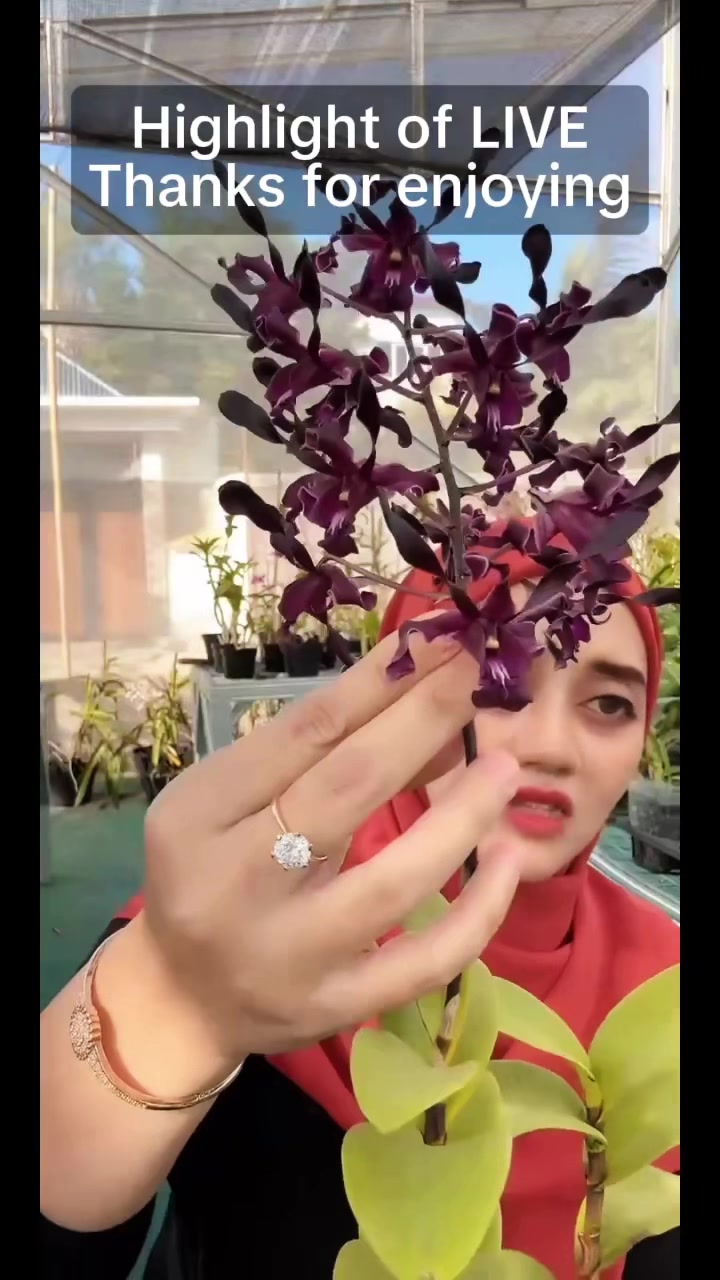 @Anggina Orchid