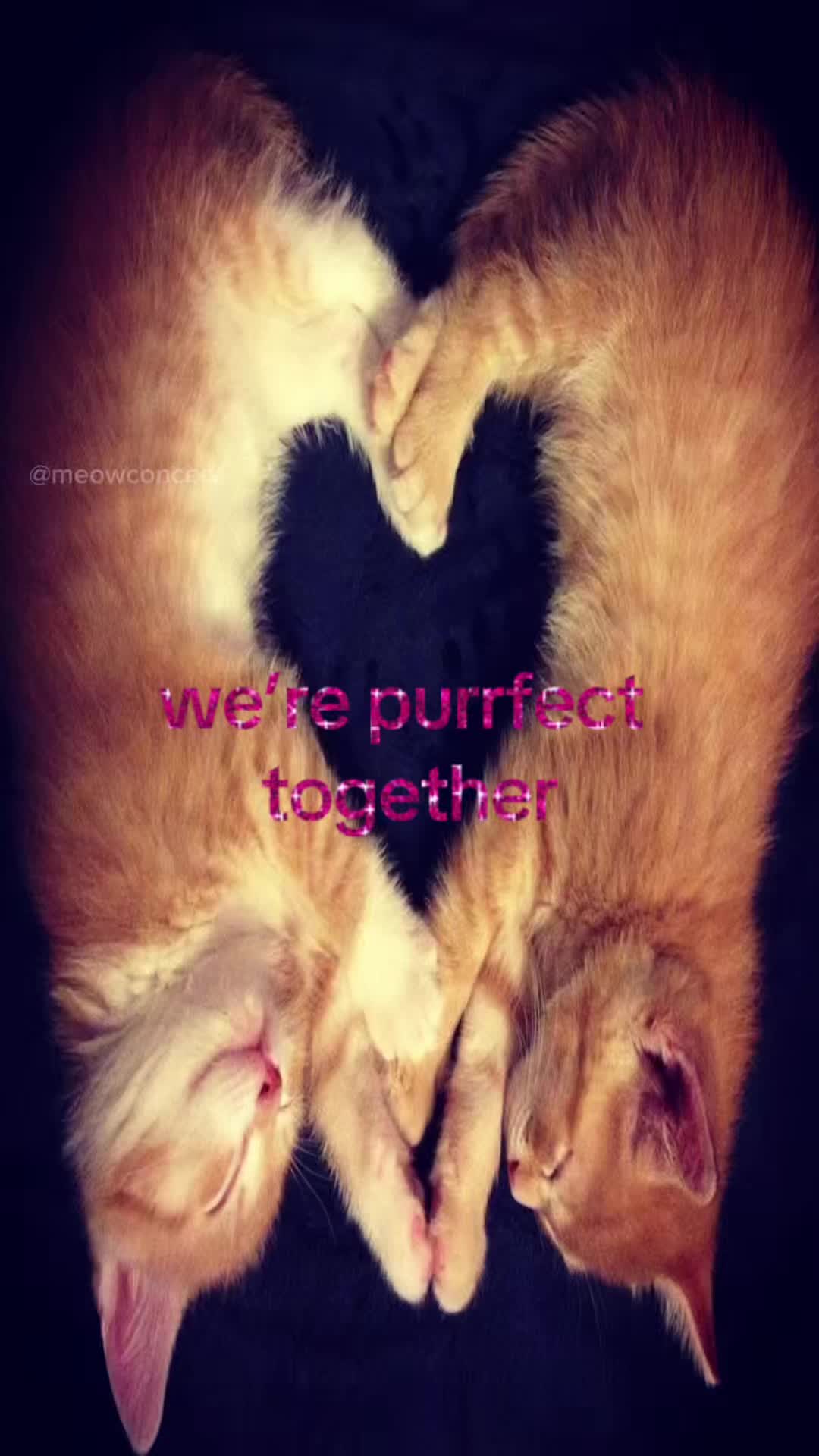 @meowconcept