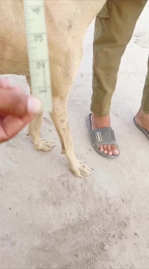 @Peshwar Dogs Center