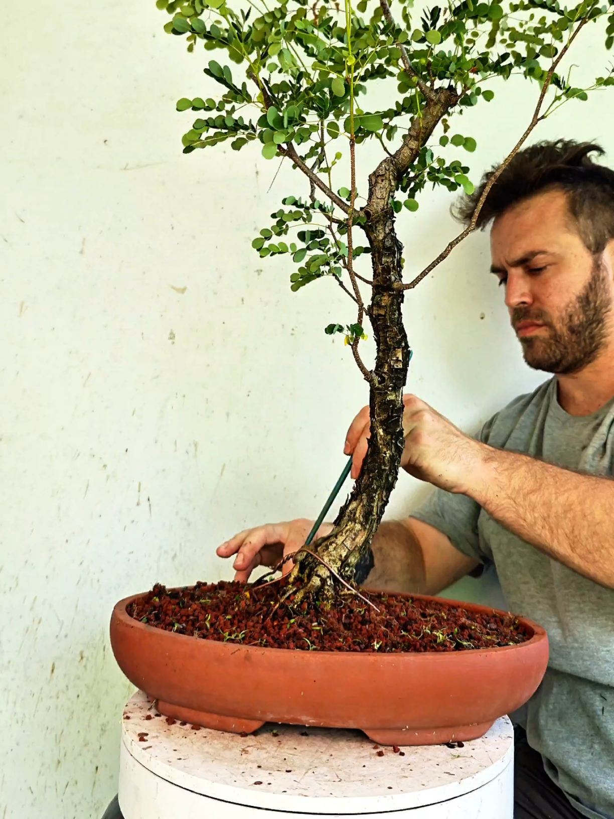 @Bryan Loves Bonsai