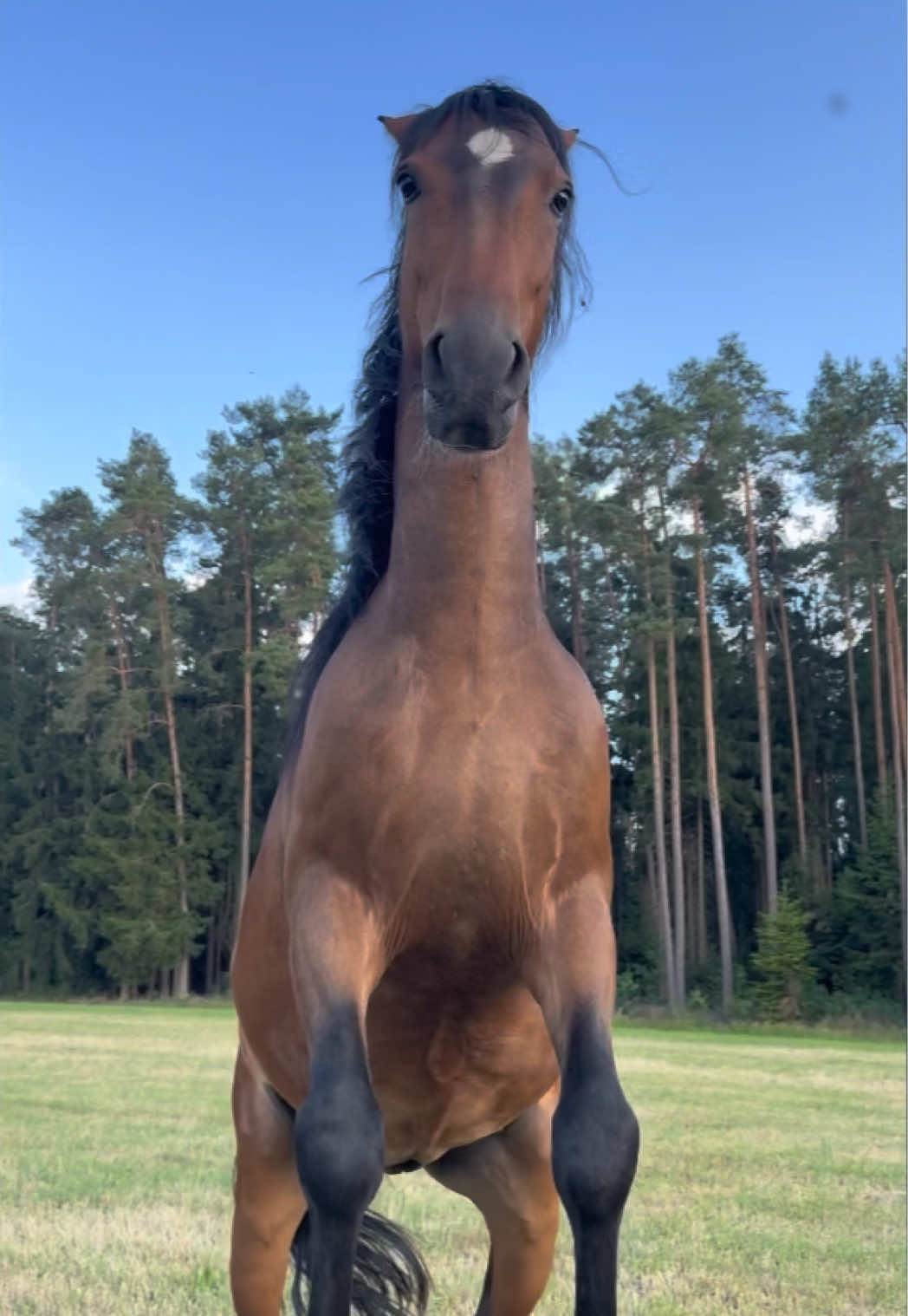 @FieryHorses ❤️&zwj;🔥