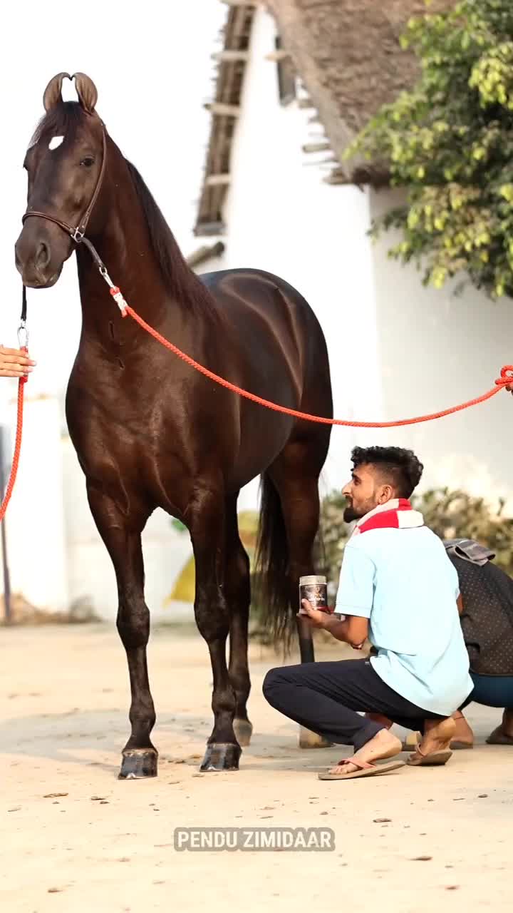 @شوق۔ پنجاب دا🐴🐴