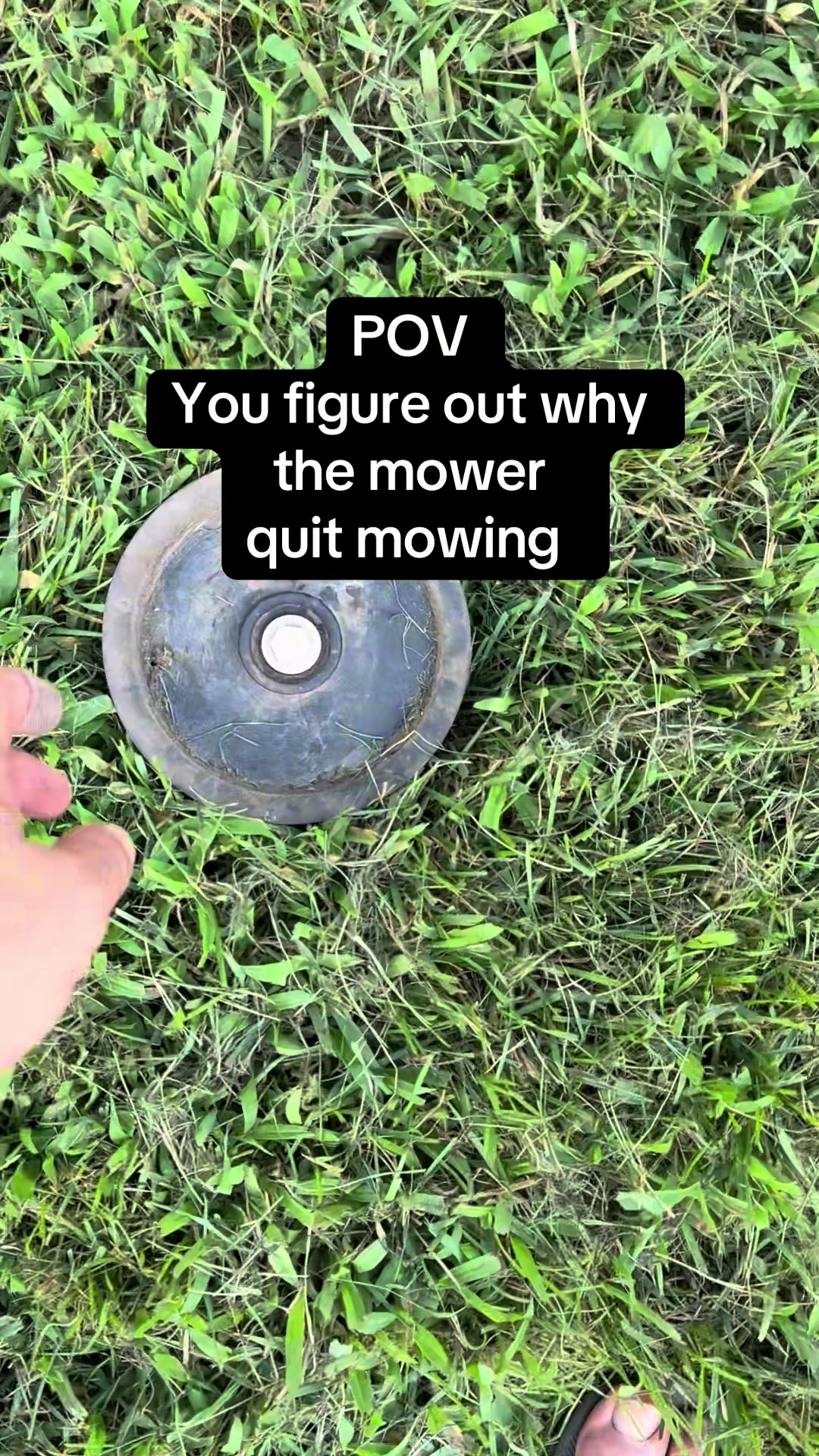@Bearded bee man