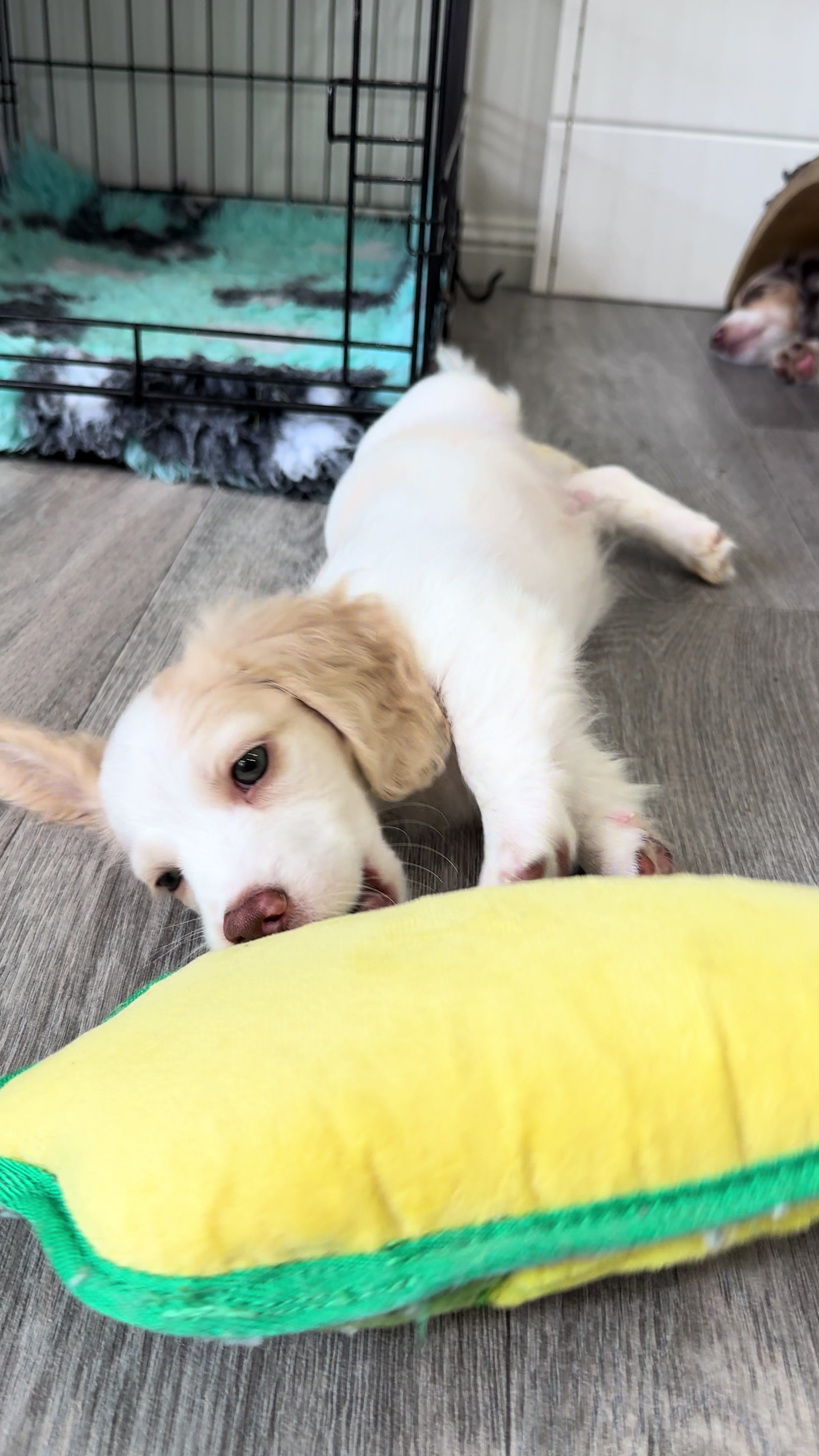 @Dachshund Dynasty