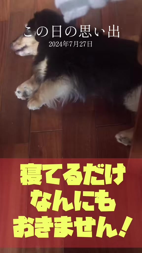 @藤原 政宗　動物好き❤️飛行機好き❤️
