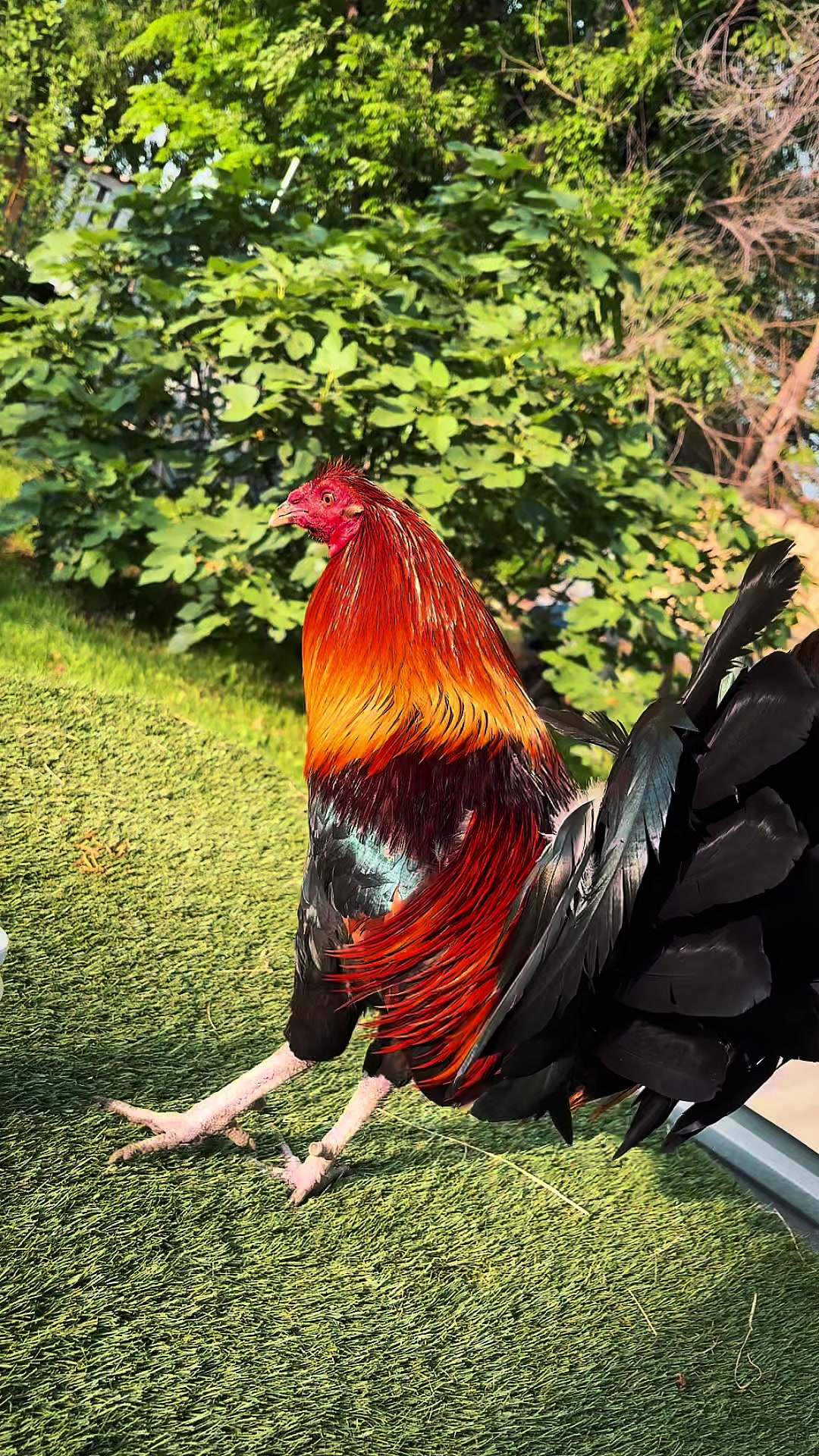 @PR_Gamefowl👑