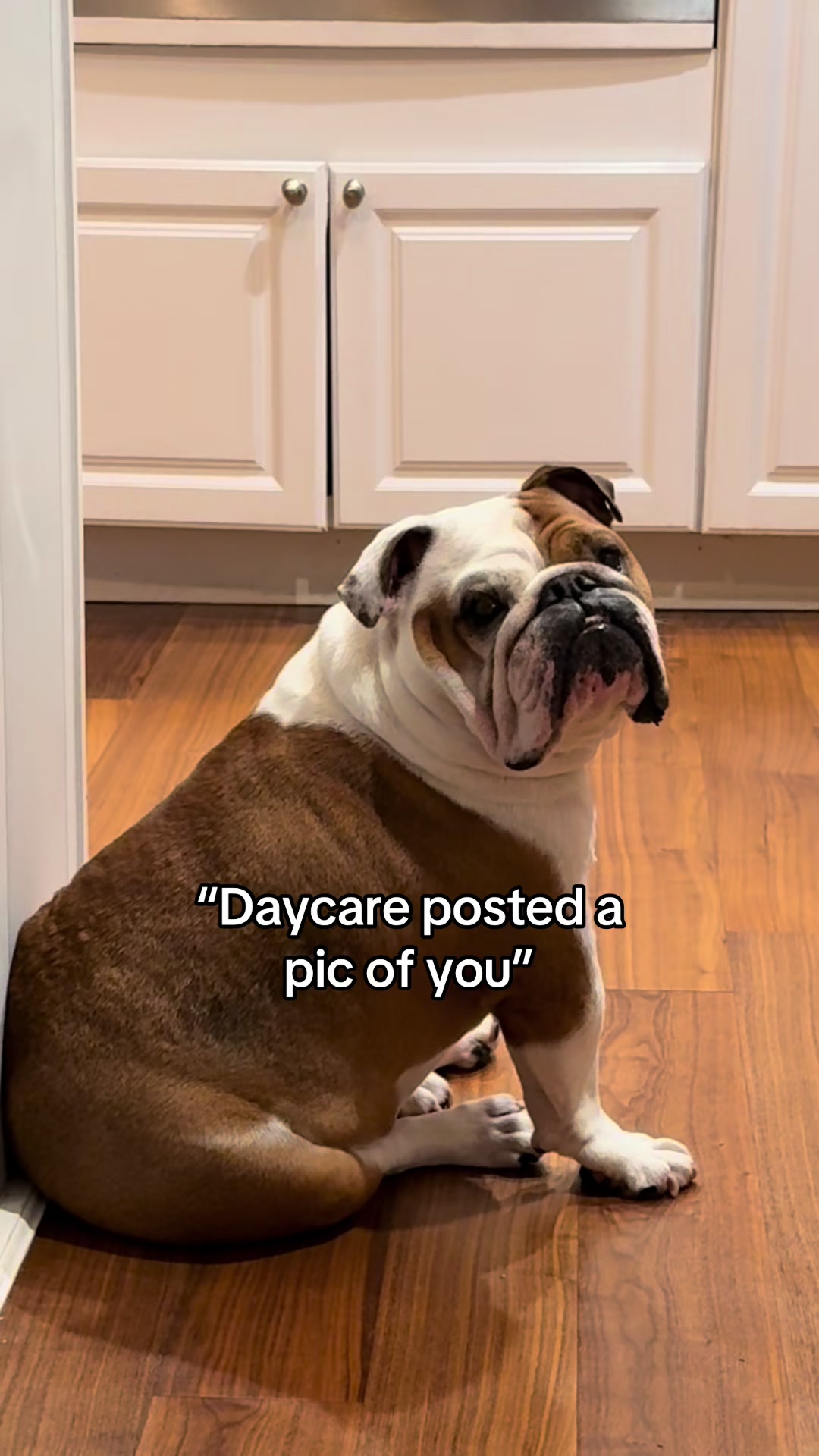 @Stubby The Bulldog