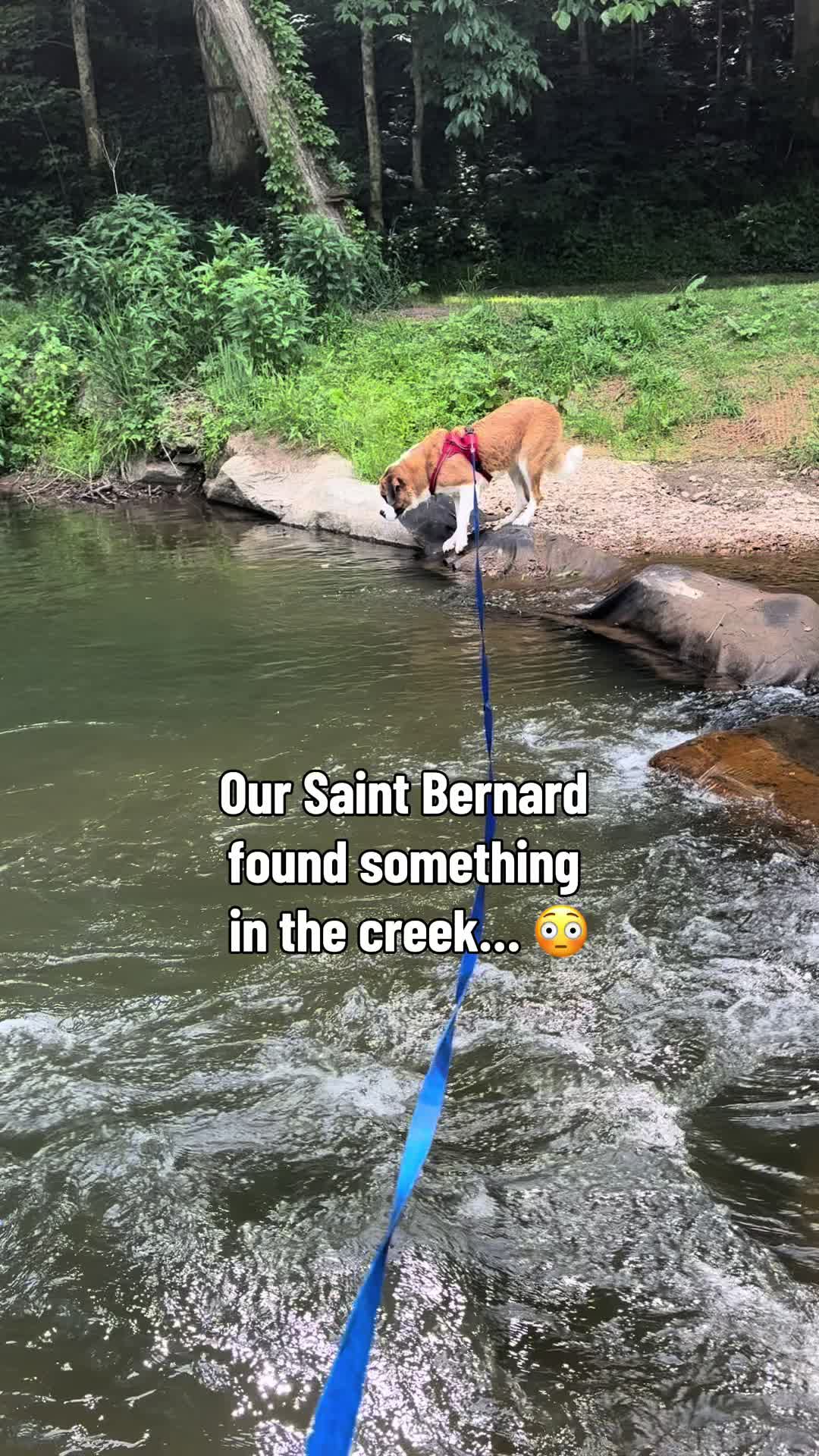 @Penelope | St. Bernard 🤏