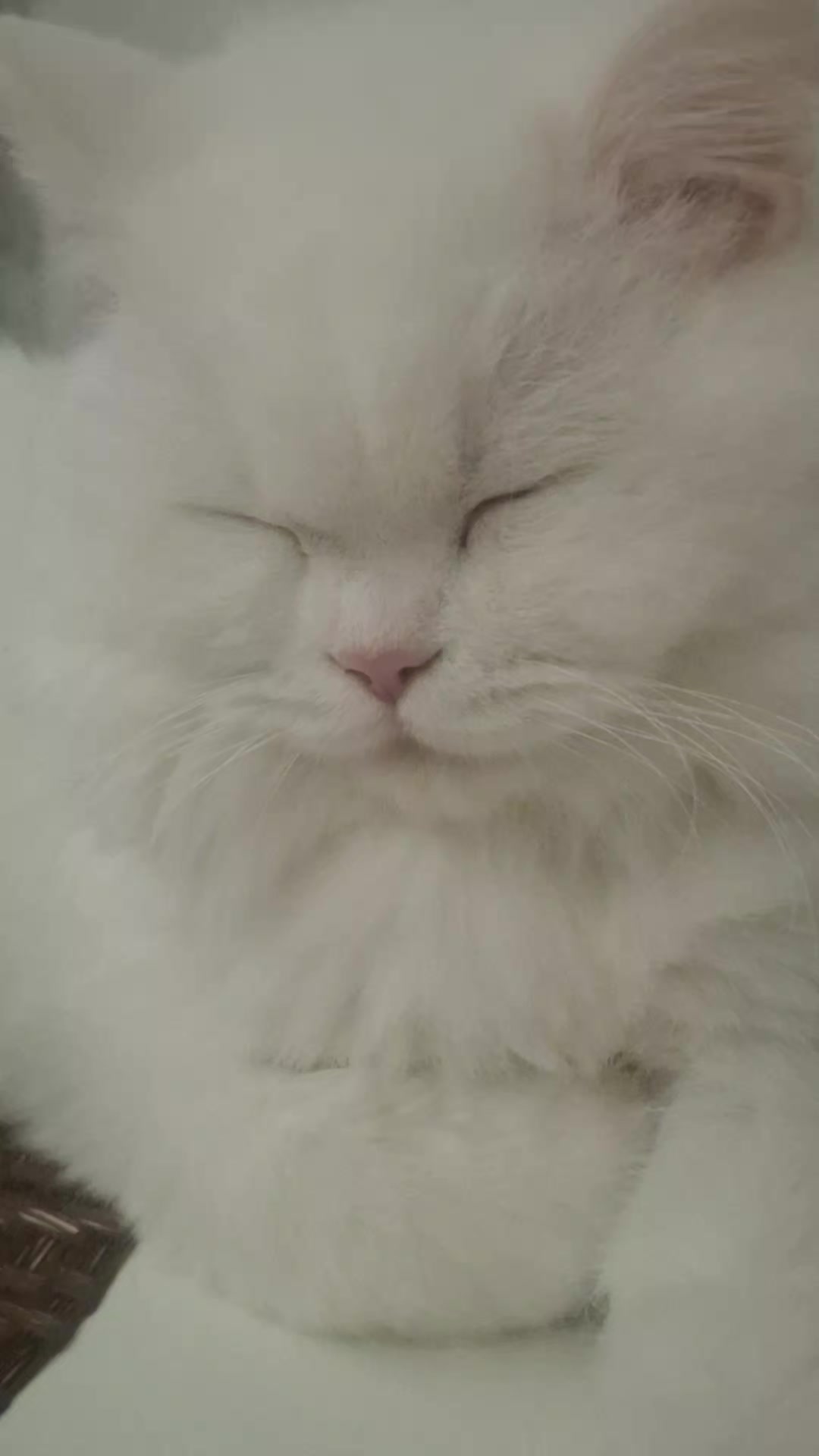 @😺Şila😻Şima😺