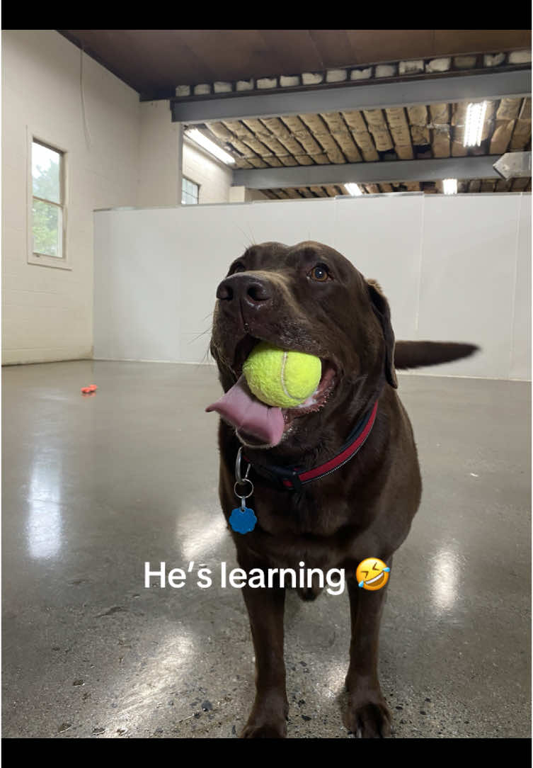 @Hound Housing Doggie Daycare