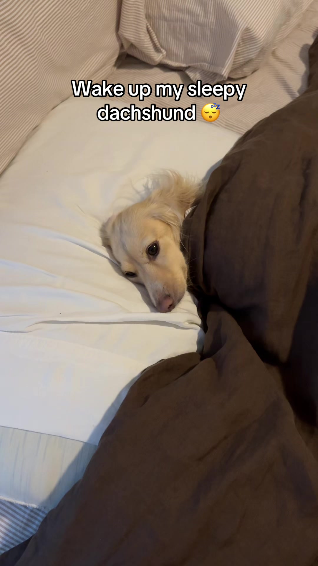 @Billiebeantheween