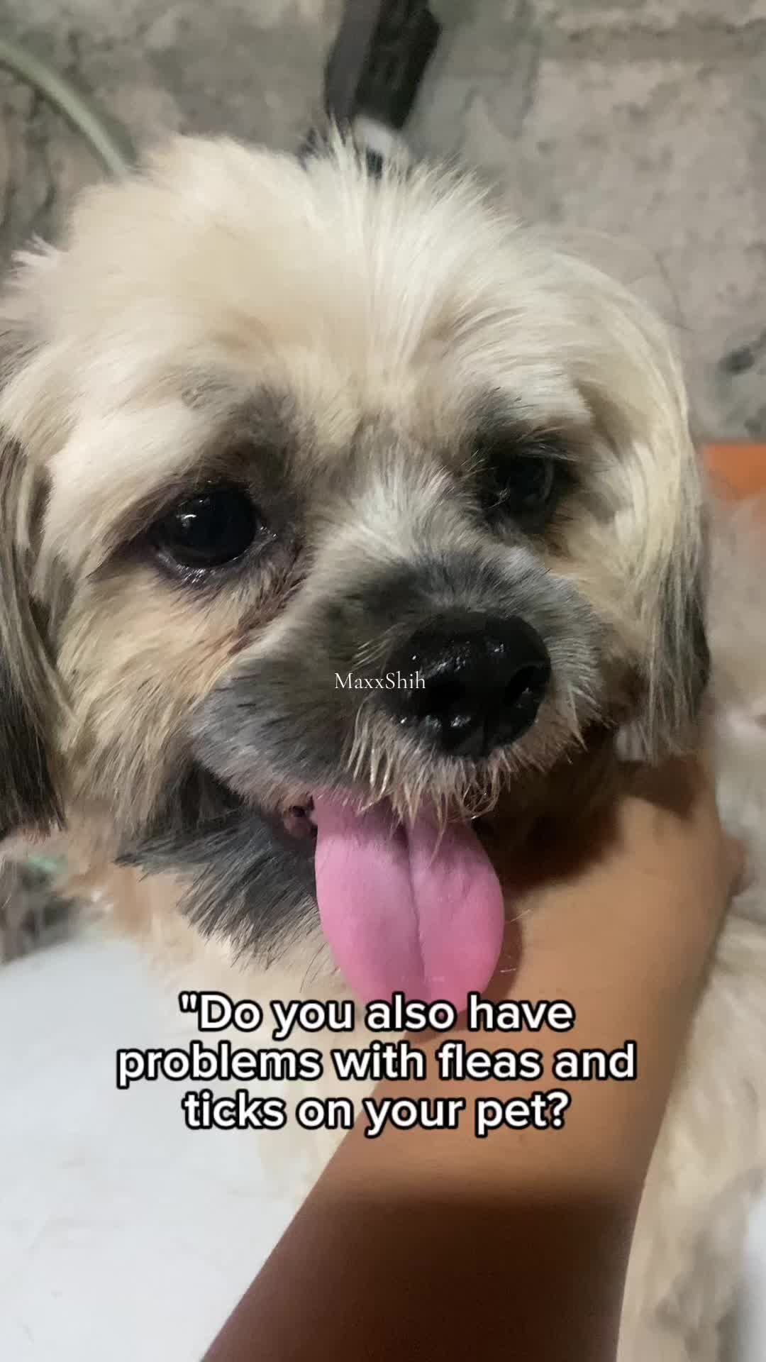 @MaxxShi