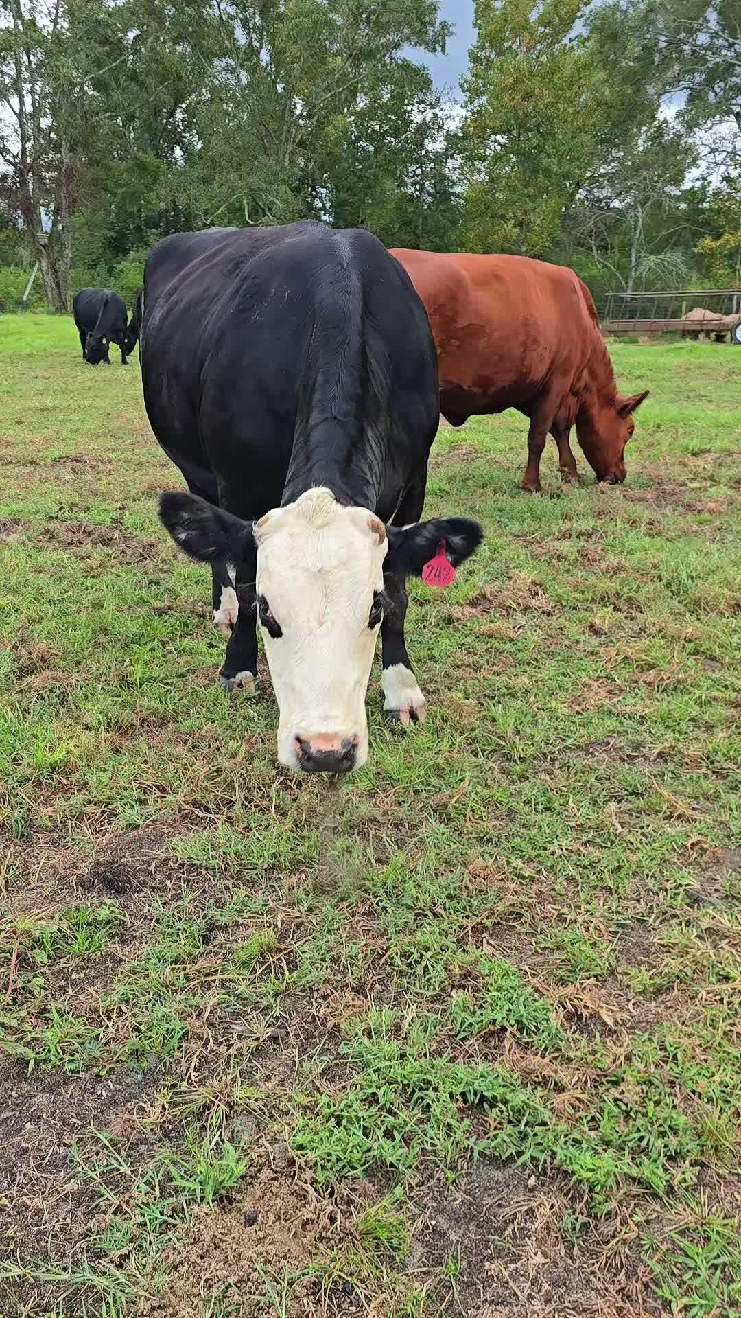 @M.I. CATTLE CO.
