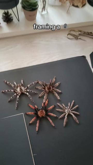 @TarantulaBox
