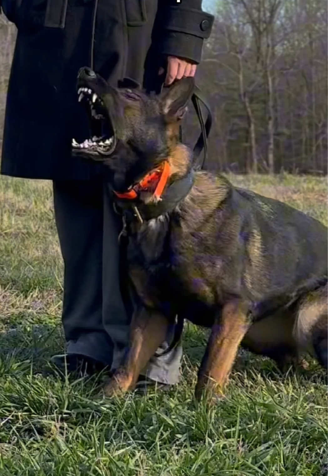 @True Guard K9 I Tara