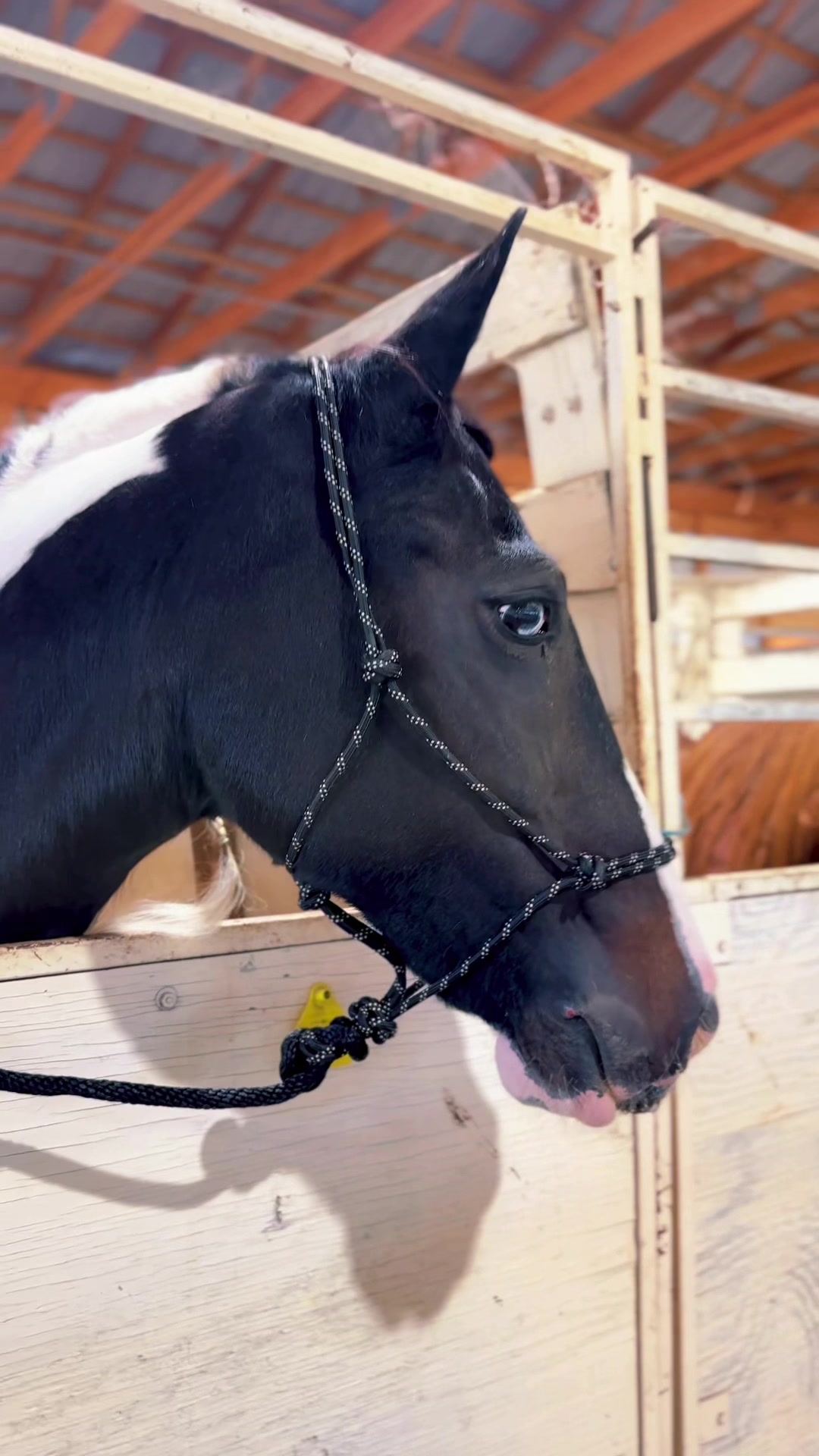 @Free Spirit Equestrian
