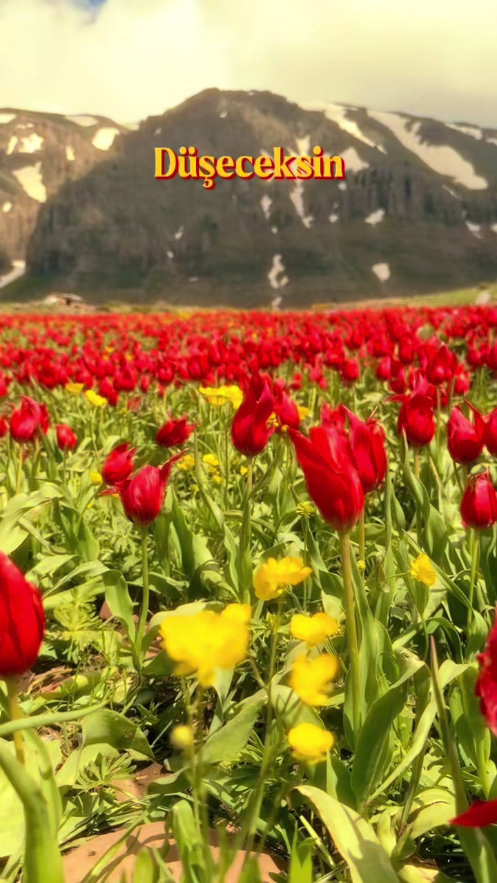 @akif.ozek