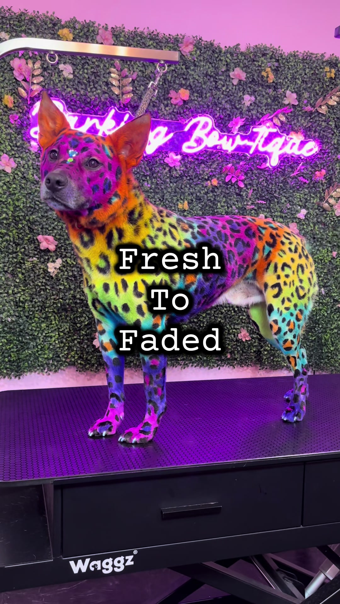 @ThatRainbowCat🌈