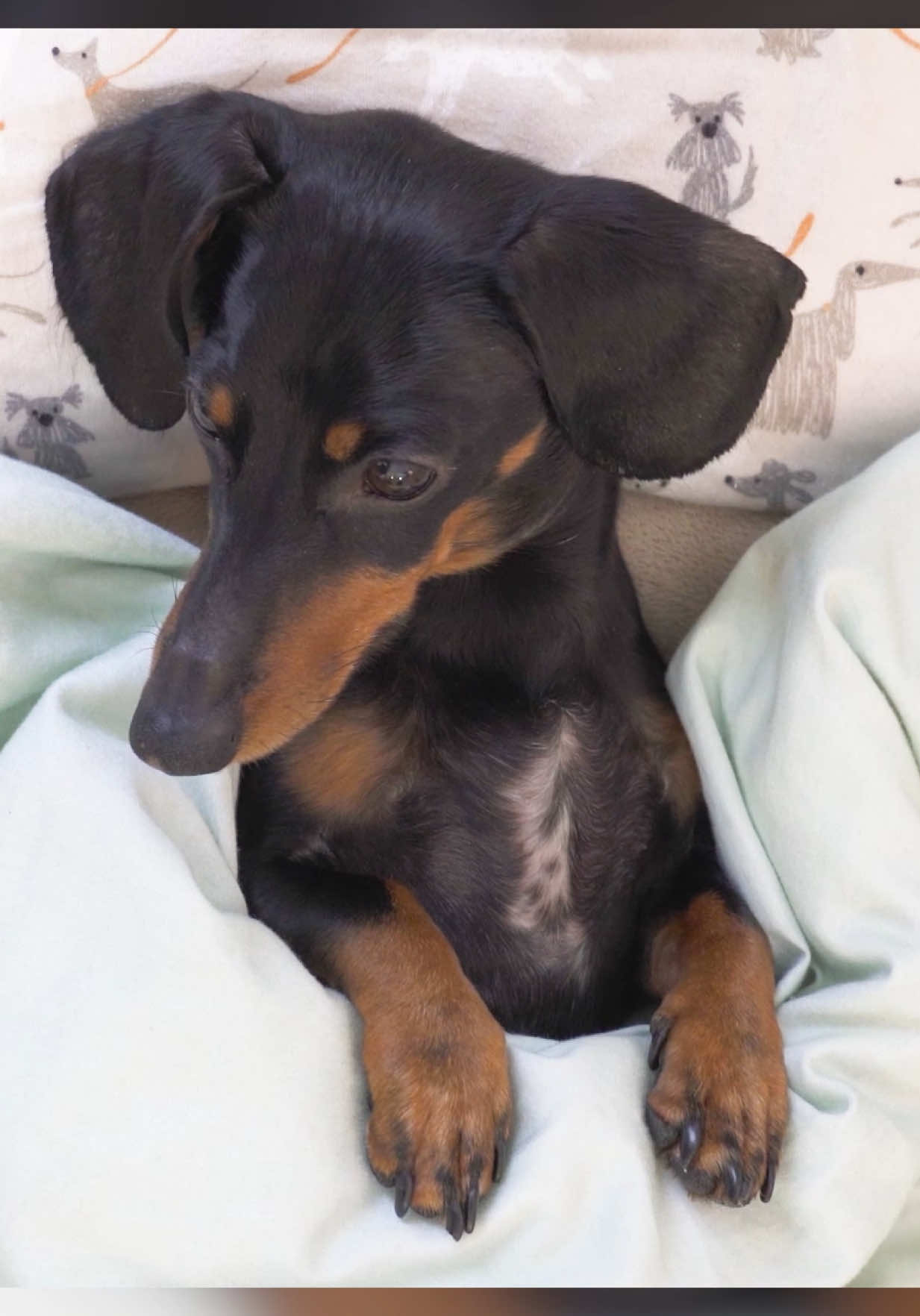 @Crusoe the Dachshund