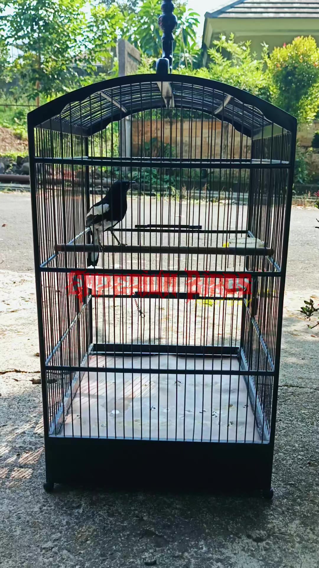 @Emperium Birds
