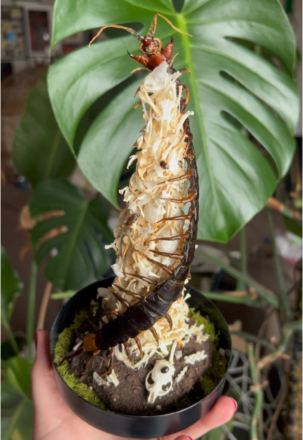 @FernsBugs
