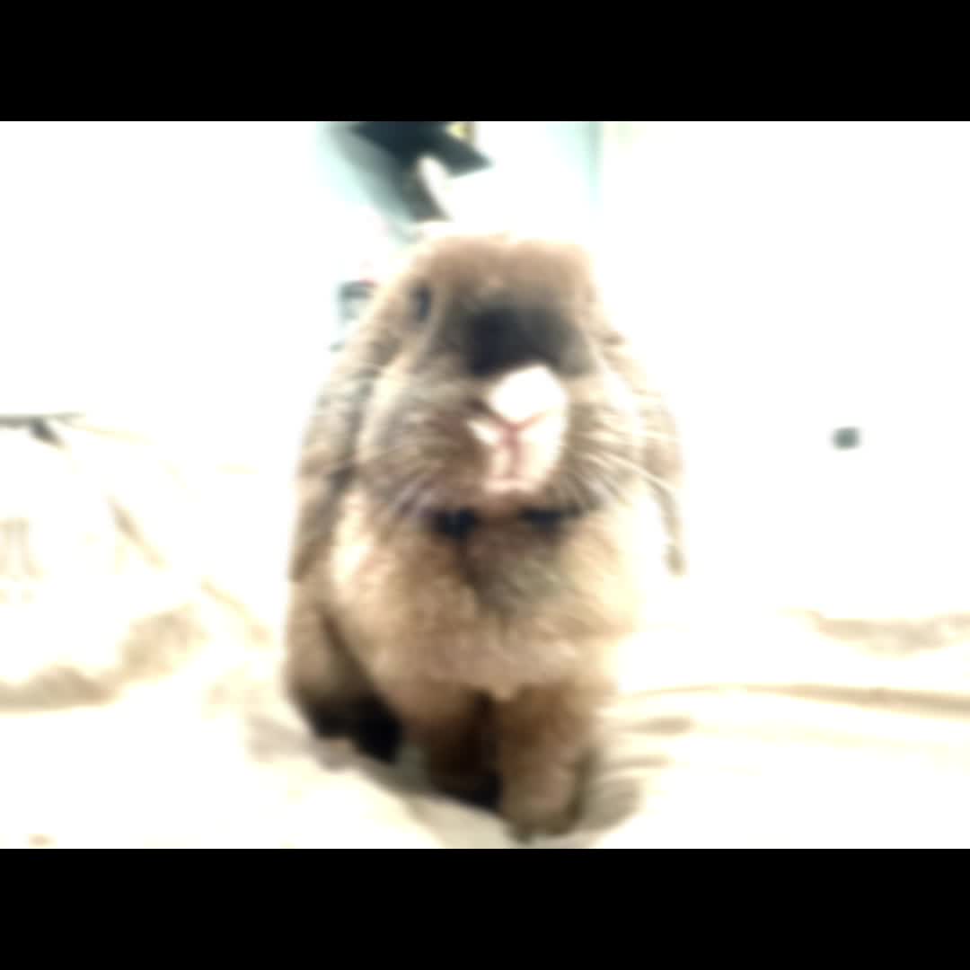 @honeythebunny24