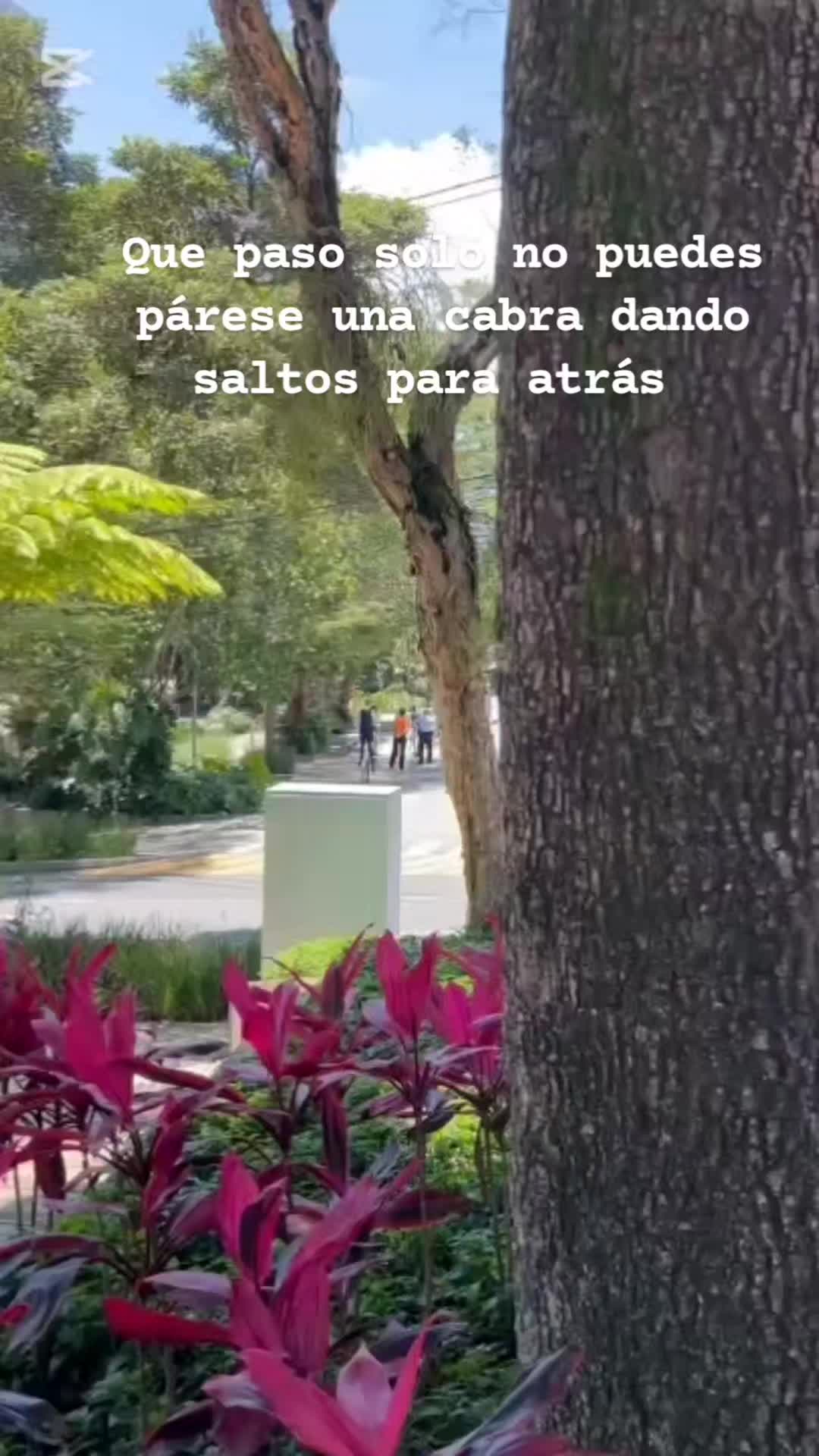 @chinoloko | antiscamer