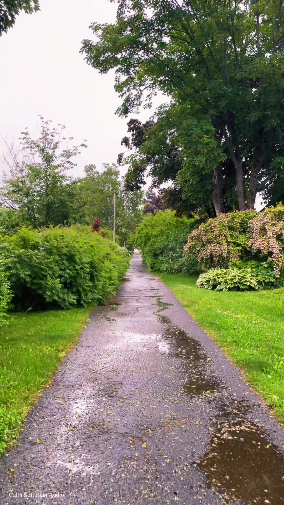 @Calm Soft Rain Audio