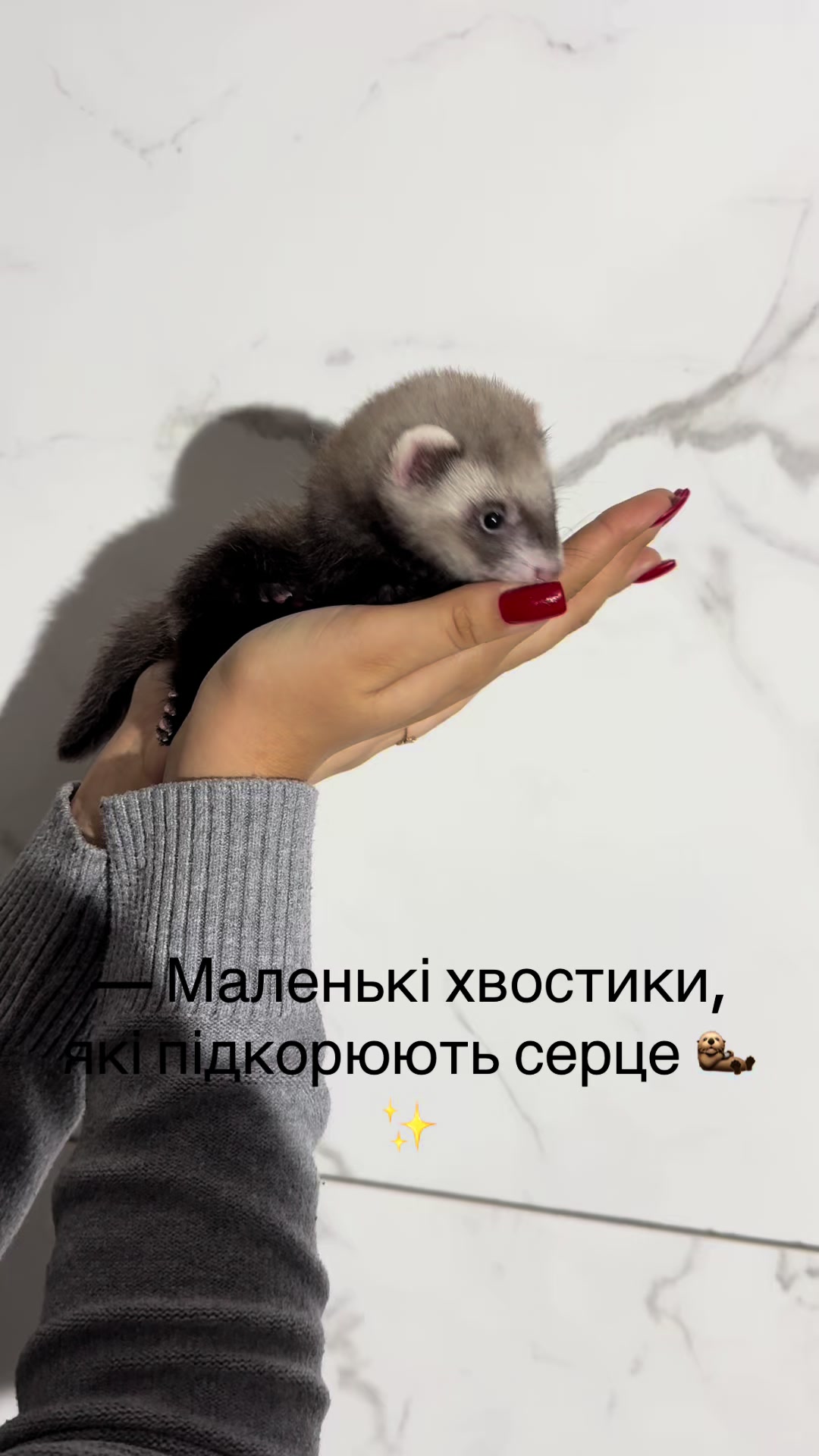 @🦦 Хорьки Київ 🇺🇦