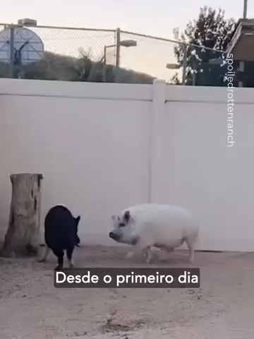 @Evolveg