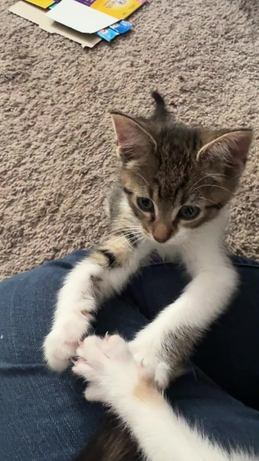 @Chaos and Cats