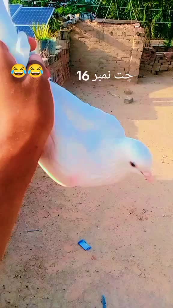 @Bilaa 016