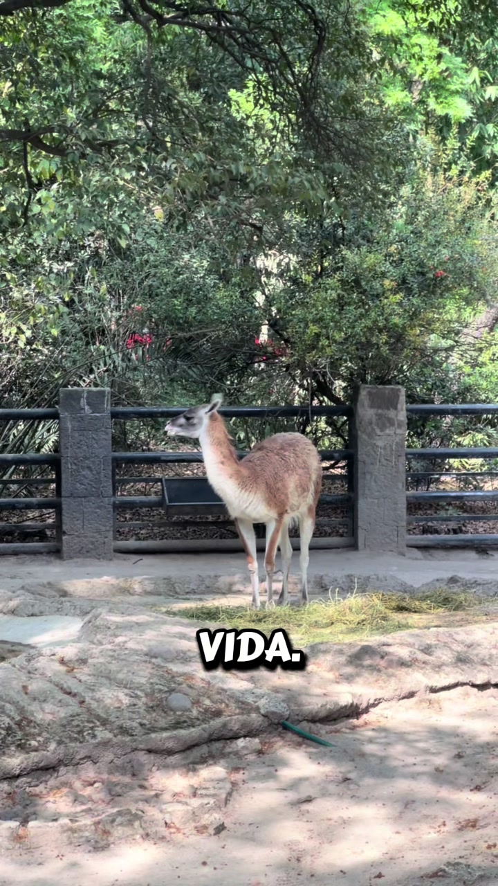 @Emerboss El Caminante 🦁 🇸🇻
