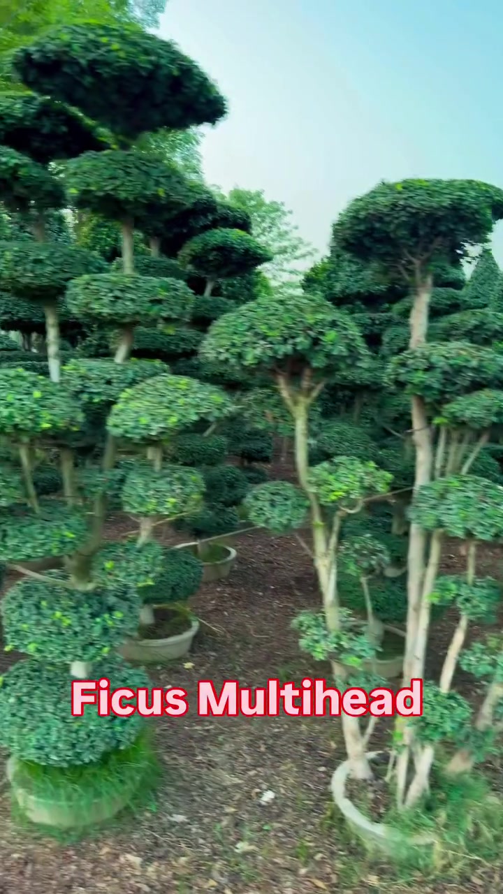 @AGP nursery farm pattoki