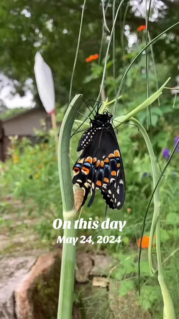 @BipolarButterfly